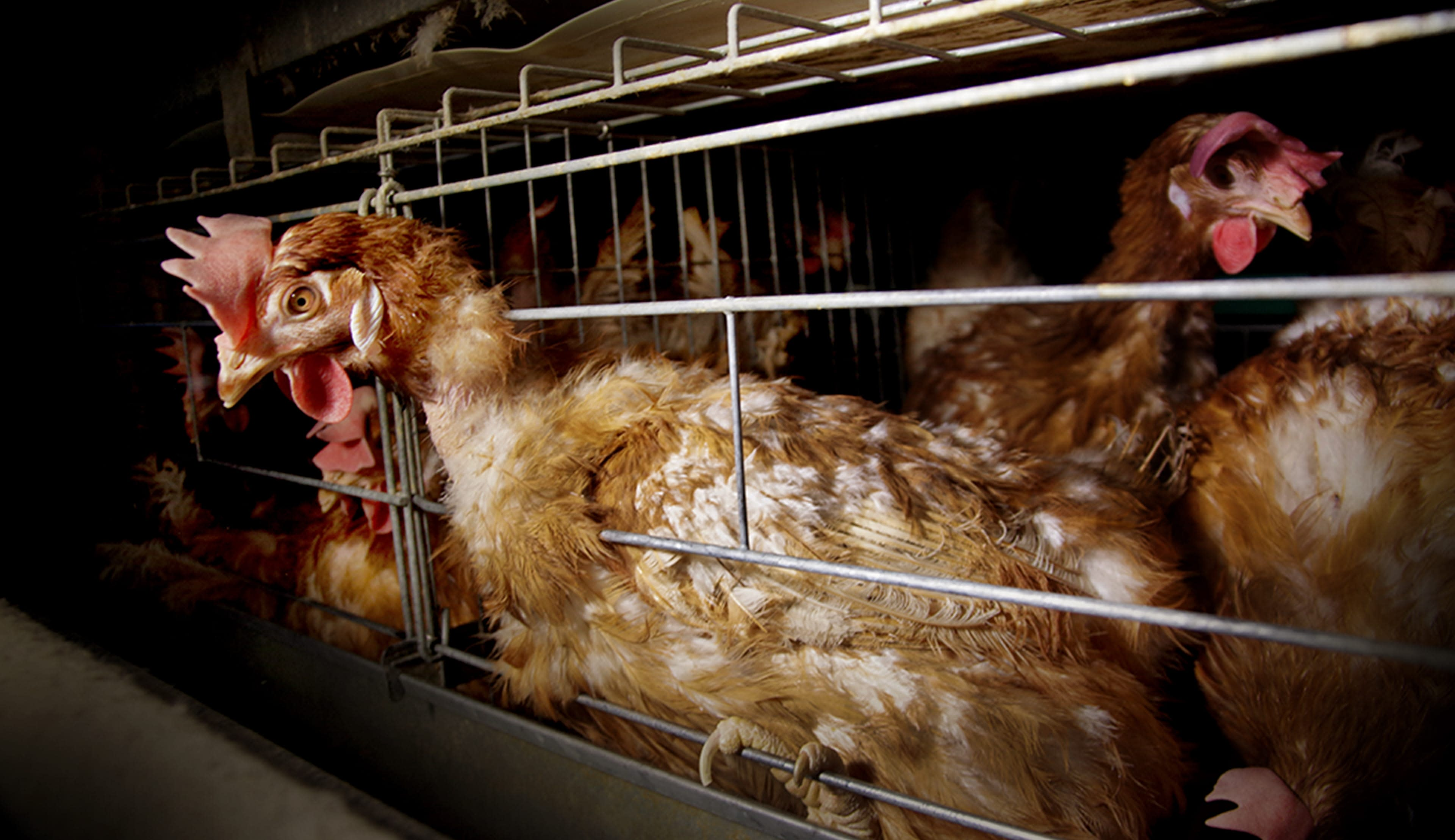 The Rise of Battery Cage Systems in Kenya and the Call for Cage-Free Alternatives